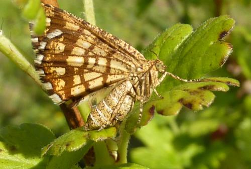 Chiasmia clathrata